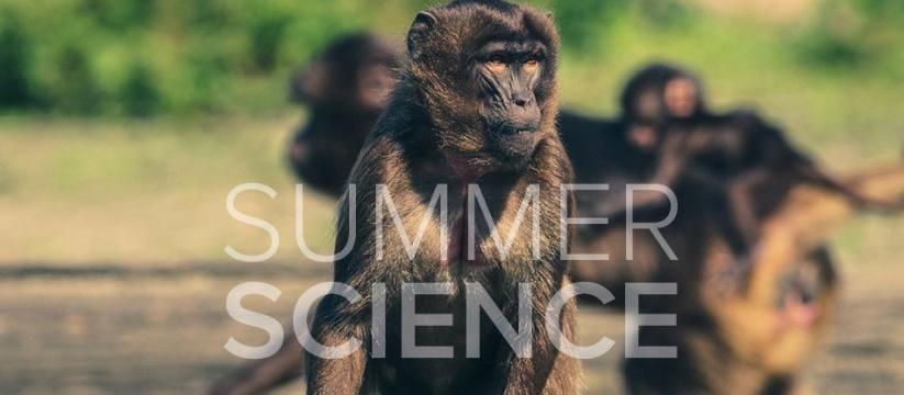 Sunday School Standup presents: Monkey Business