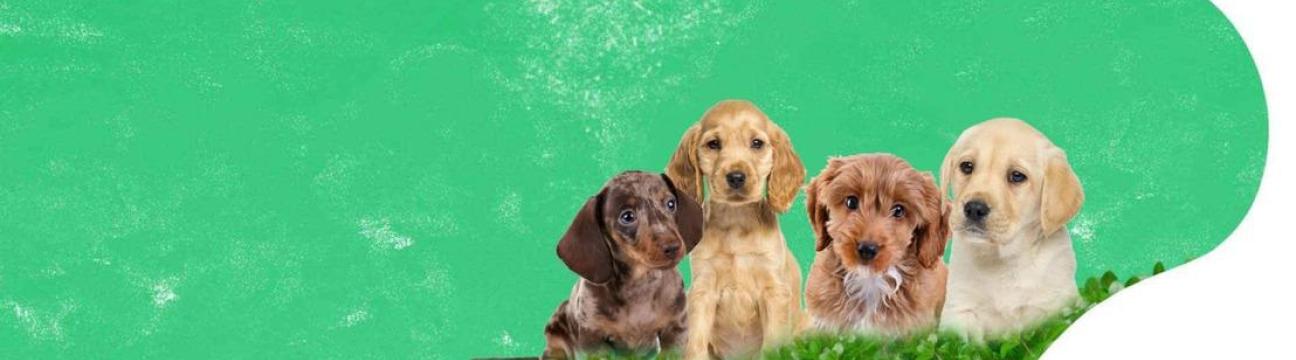 Rosewood HousePets