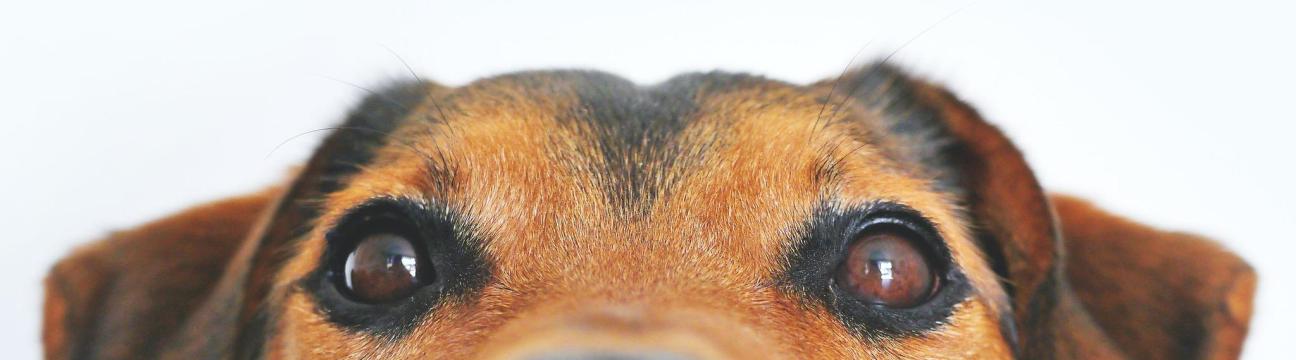 Dognitive Training