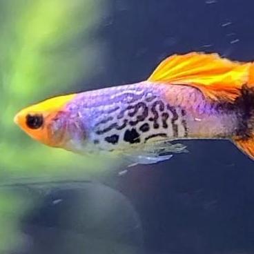 Guppy Life